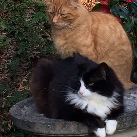 Ξενοδοχείο Ashleigh House B&B 4*