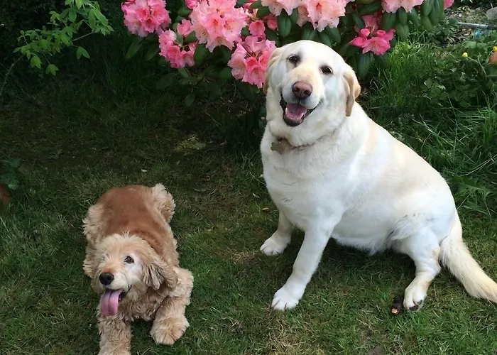 Ashleigh House Ballyduff (Waterford)