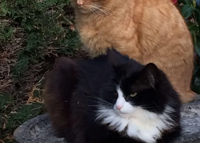 Hotel Ashleigh House 4*